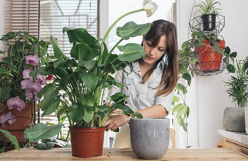 Polegares verdes concordam que essas são as melhores plantas de banheiro