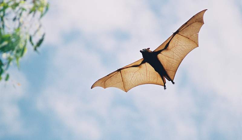 Die überraschend nicht so symbolische symbolische Bedeutung, einen Fledermaus zu sehen