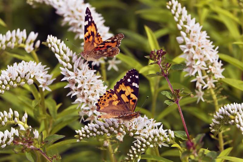 Milhões de borboletas estão dançando entre as flores silvestres da Califórnia-e você precisa vê-lo para acreditar