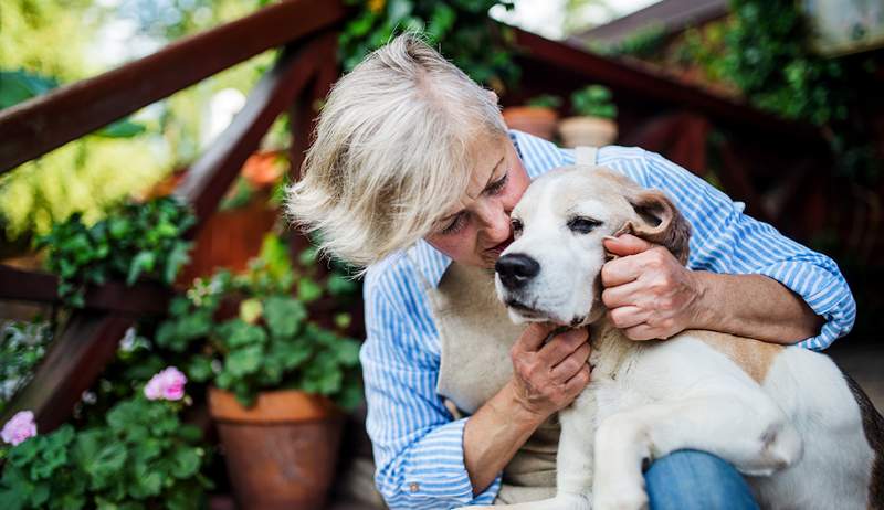 Cómo cuidar a una mascota anciana con amor y compasión, según un conductista animal