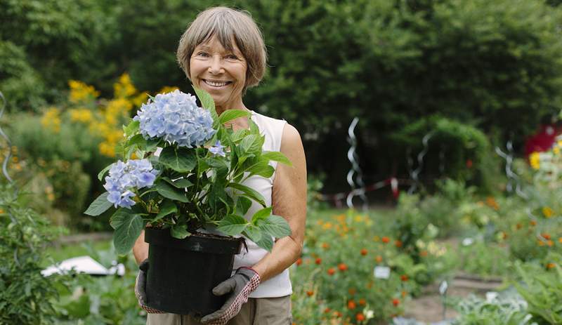 5 Hurtigt voksende blomsterfrø, der blomstrer hurtigere end du kan sige 'grøn tommelfinger'