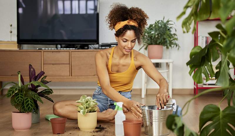 Denne tjekliste til at bringe en ny plante hjem sikrer, at den trives under din pleje