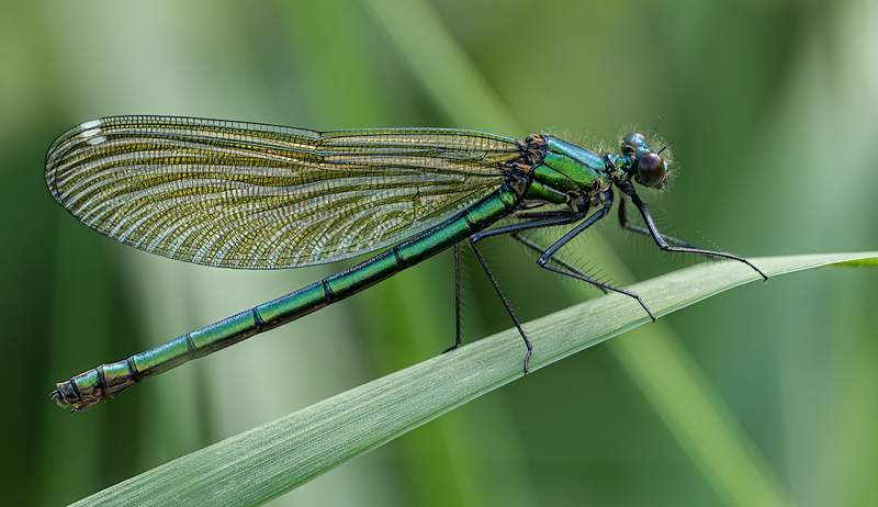 Sümboolne ja vaimne tähendus Dragonfly maandub teile