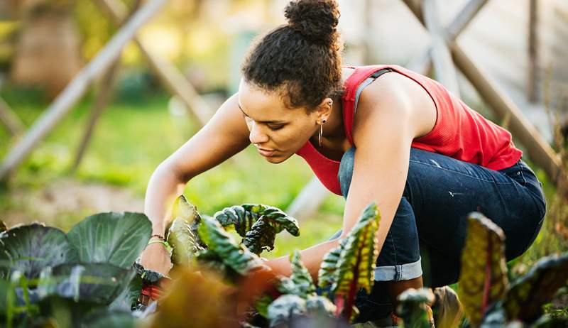 Cambié mis entrenamientos habituales con jardinería durante una semana y encontré nuevas formas de trabajar mis músculos en el patio