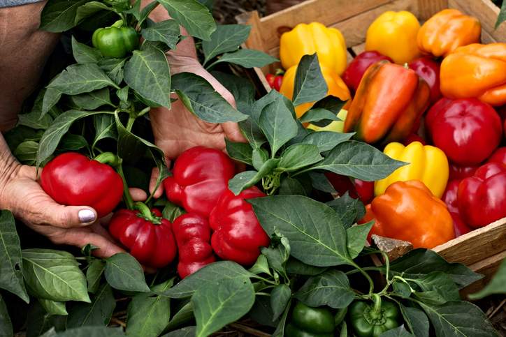 Wie man Paprika züchtet, die sonnenliebenden Sommerfrüchte mit einem Crunch