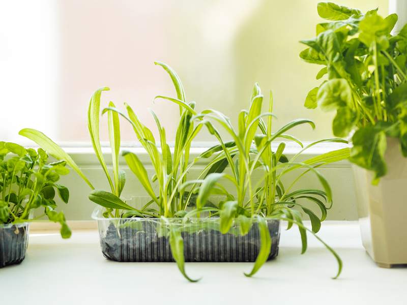 3 errores que está cometiendo con su plantador de alféizar de ventana, según una madre de planta profesional