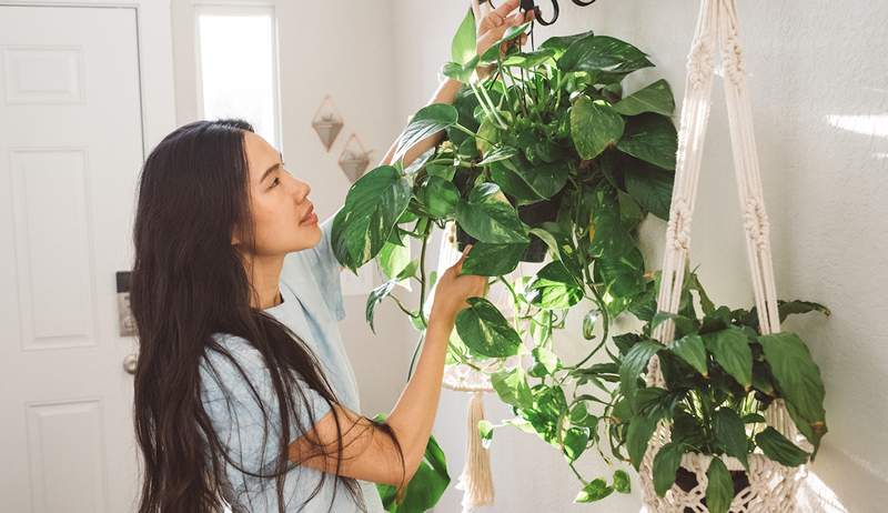 Pothos vs. Philodendron hvilken plante er det bedre valg for dig?