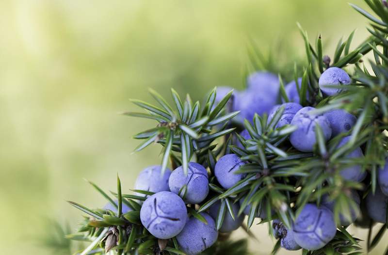 Mova-se sobre a vitamina C Juniper é outro ingrediente que preenche a doença que você precisa saber sobre