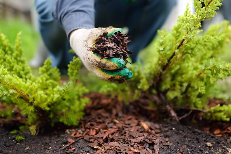 Coloque seu jardim como a lasanha pode produzir melhores resultados sem cavar ou ervas daninhas