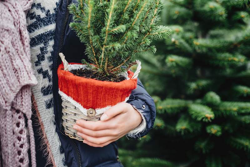 Comment garder votre arbre de Noël à table à la table à feuilles persistantes toute l'année