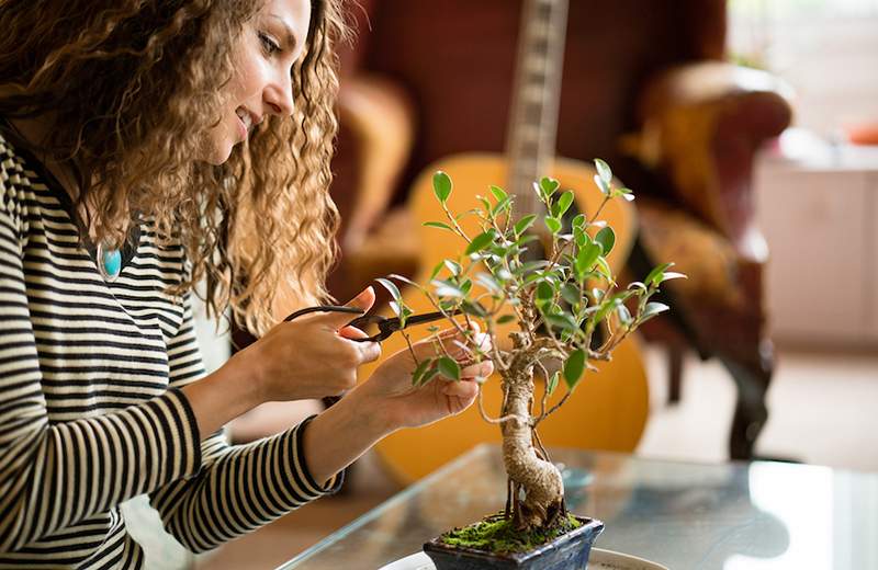 7 minuscules arbres de bureau pour vraiment faire fleurir votre espace WFH