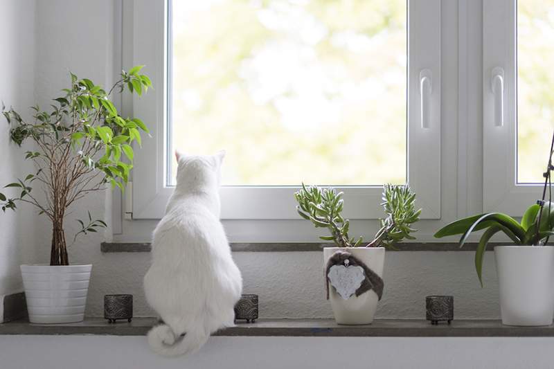 Koop deze huisdiervriendelijke huisplanten om u en uw dieren tevreden te houden