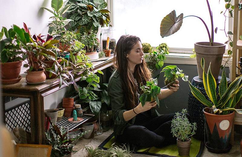 Introductie van zoete aardappelwijnstokken, de nieuwe obsessie van planten dames overal