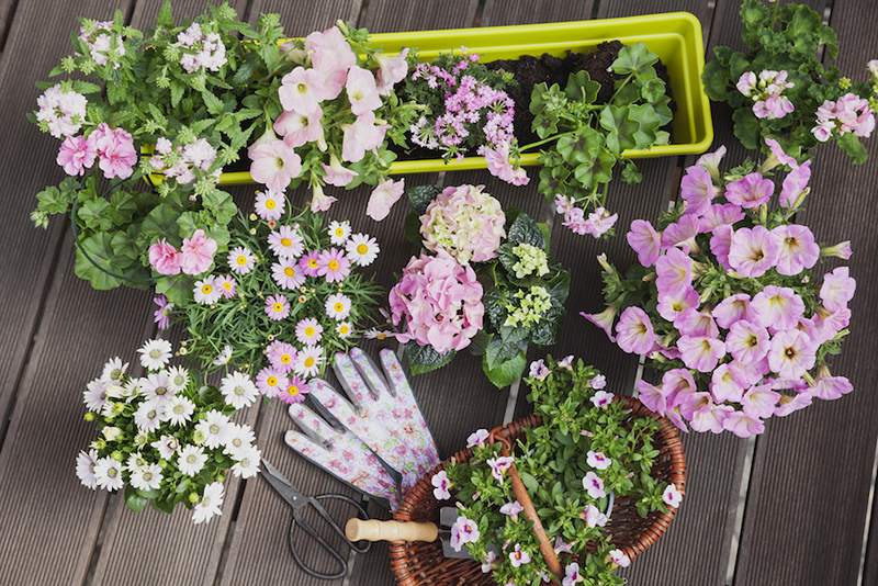 Nessun giardino? Nessun problema, è come piantare una finestra abbagliante