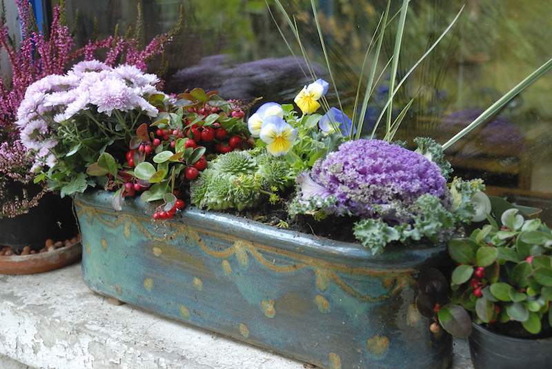 Hoe maak je een 3-stappen astrologische tuin met planten voor sterrenbeelden