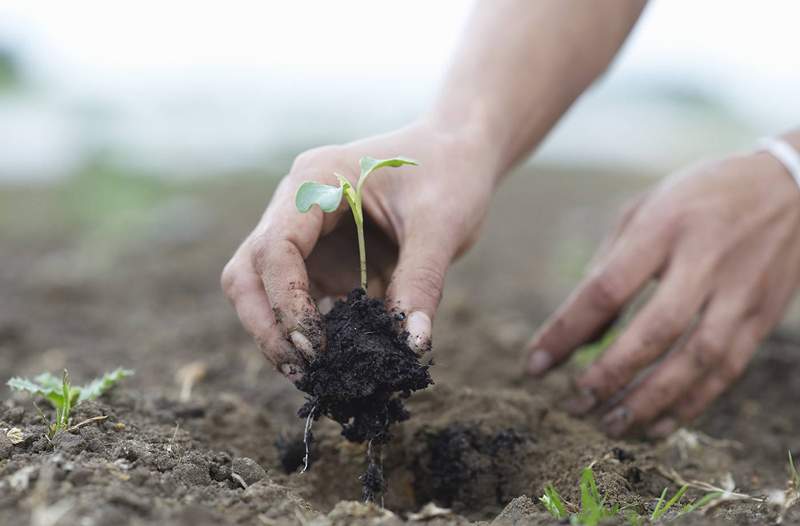 Perché l'agricoltura rigenerativa è il futuro del cibo sostenibile