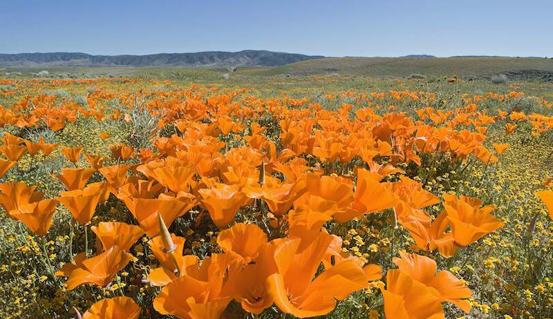 Kalifornie Super Bloom je pro slova příliš hezká-tak zde je 29 fotografií