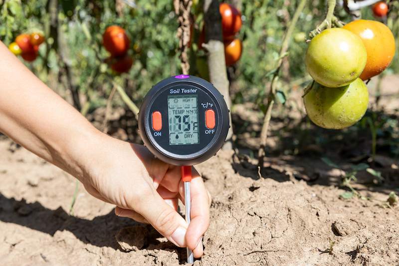 La temperatura del suelo es lo más importante que se debe saber para la jardinería de primavera exitosa