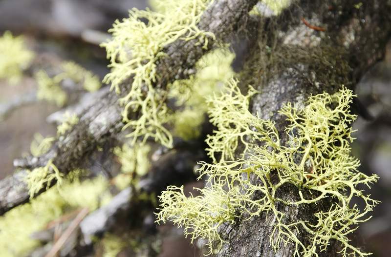 Какво да знаем за Usnea, антибактериалния лишей, който е в някои естествени дезодоранти