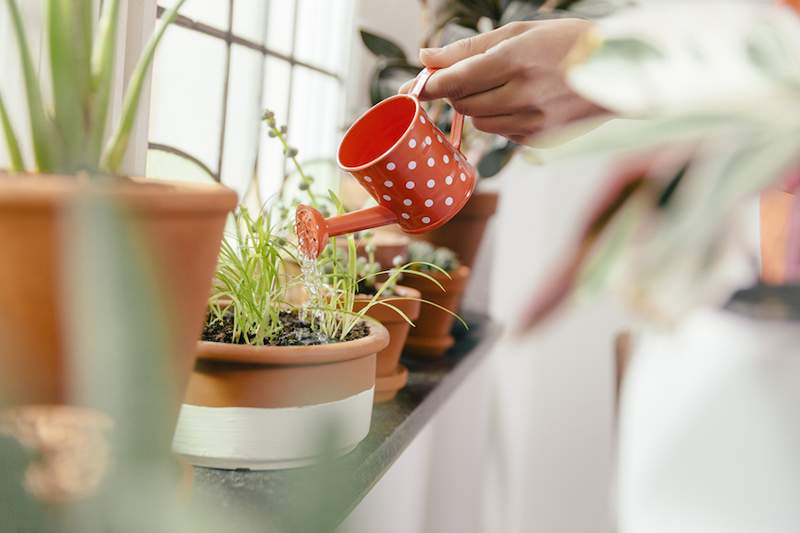 Spoznajte aplikacijo za nego Vera Plant, ki na dosegu roke postavi rastlinske zdravnike