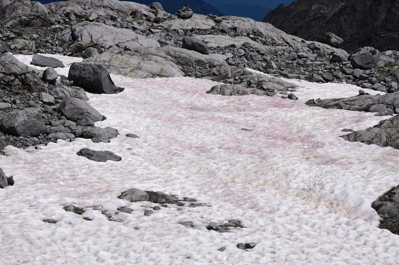 Watermelon Snow är rosa och vacker, men det signalerar katastrof-here varför