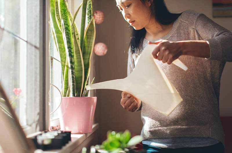 Kuidas juuremädanikku ASAP -i märgata, et see ei tapa kogu teie aeda