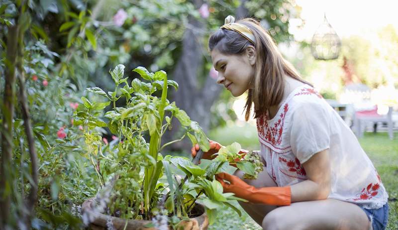 Puedes crecer más saludable y más felices verduras y hierbas por la plantación de compañeros, pero cómo