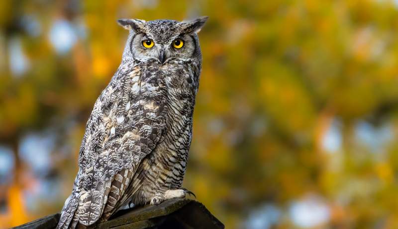 Makna simbolik dan spiritual melihat burung hantu IRL atau dalam mimpi Anda