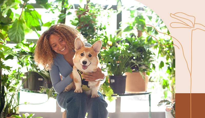 4 plantas amigables con las mascotas para arreglar su espacio de manera segura, según un médico de plantas