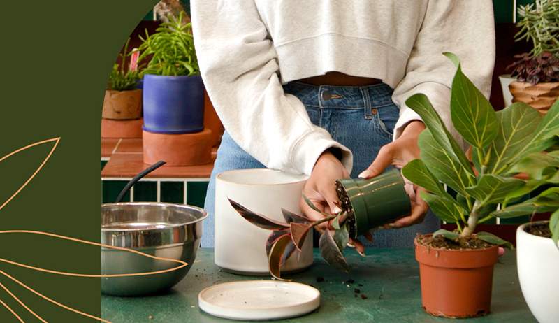 Hvordan du kan repot en plante i 4 enkle trinn uten å drepe den