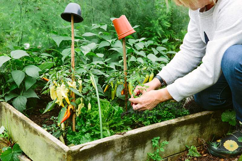 Inilah sebabnya kebun sayur anda dapat mendapat manfaat daripada katil yang dibangkitkan-dan cara membuat sendiri