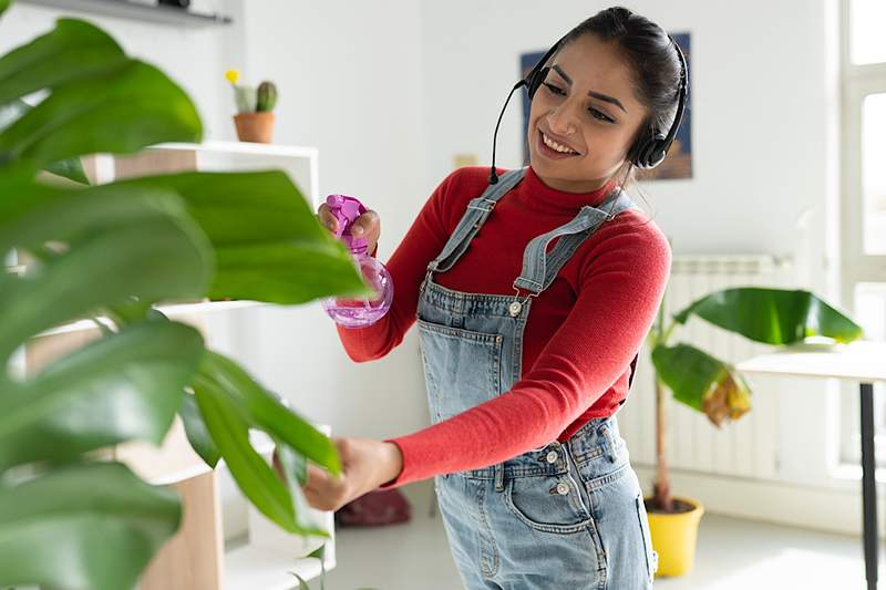 12 Esensi Plant yang akan membuat Anda tetap berkembang sepanjang tahun