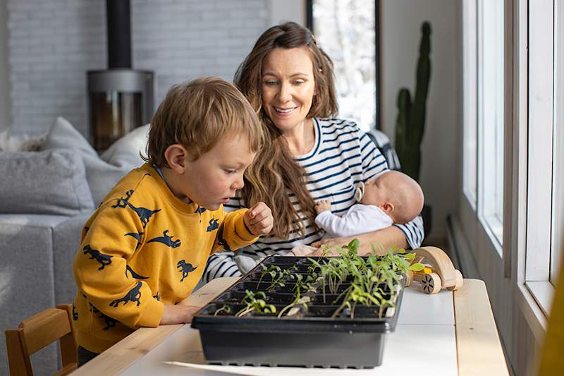 5 sistem berkebun dalaman terbaik, menurut seorang pakar hijau pakar