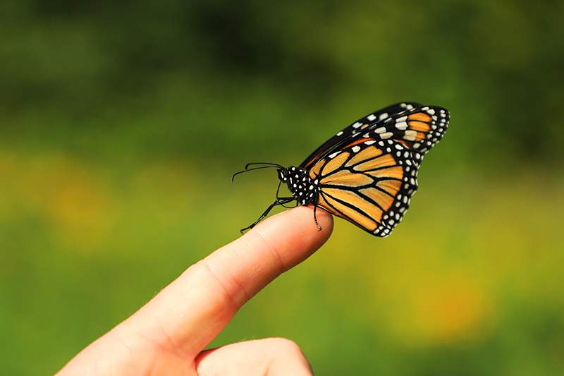 El significado simbólico de cruzar caminos con una mariposa monarca