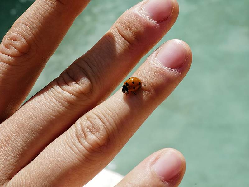 Makna simbolik dan rohani pendaratan ladybug pada anda