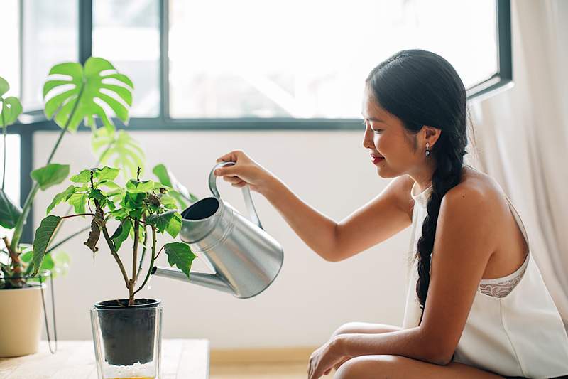 L'uso della tua pipì come fertilizzante è un modo sostenibile ed ecologico per nutrire le tue piante, tutto da sapere