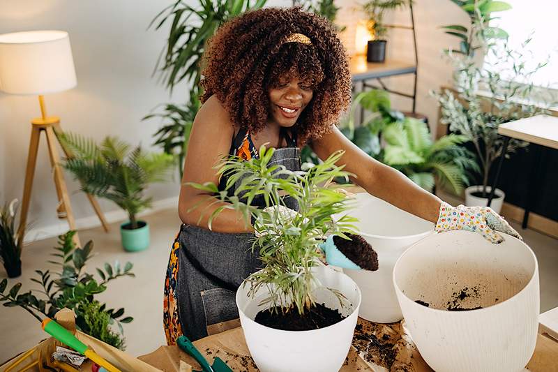 O que evitar na mistura de envasamento se você não deseja que suas plantas domésticas morram, de acordo com um cientista do solo