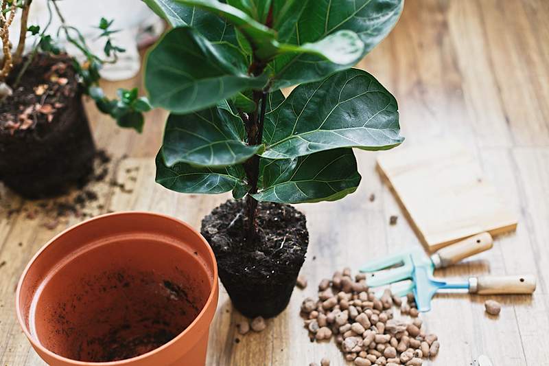 'Jeg er en plantelæge, og det er sådan, du skal potte en stor plante'