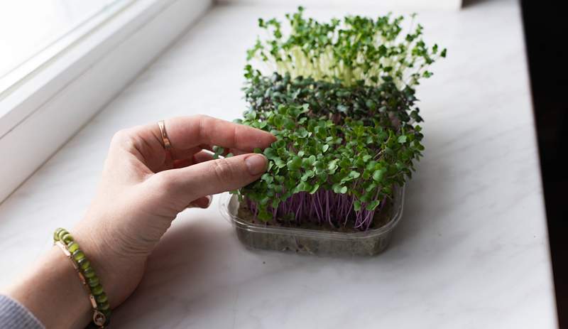 Das Anbau von Microgreens zu Hause machte mir das Gefühl, die Pflanzenmama, die ich nie war