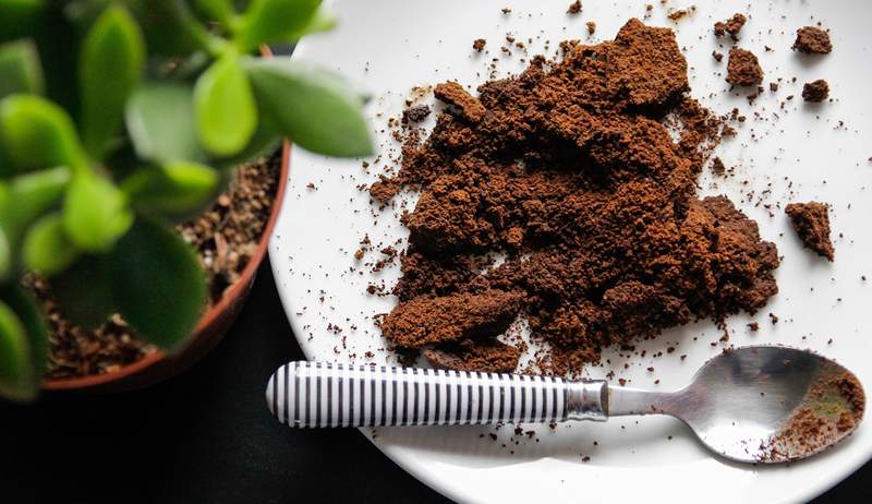 Seu guia inicial sobre o que as plantas gostam de café e as melhores maneiras de usá-las