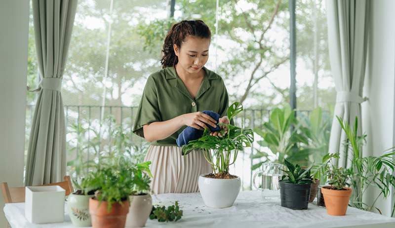 Darle a sus plantas de interior una 'limpieza de primavera' aumentará su crecimiento, ya que es cómo hacerlo