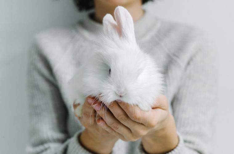 Il y a une classe au Canada où vous faites des poses de yoga avec des lapins