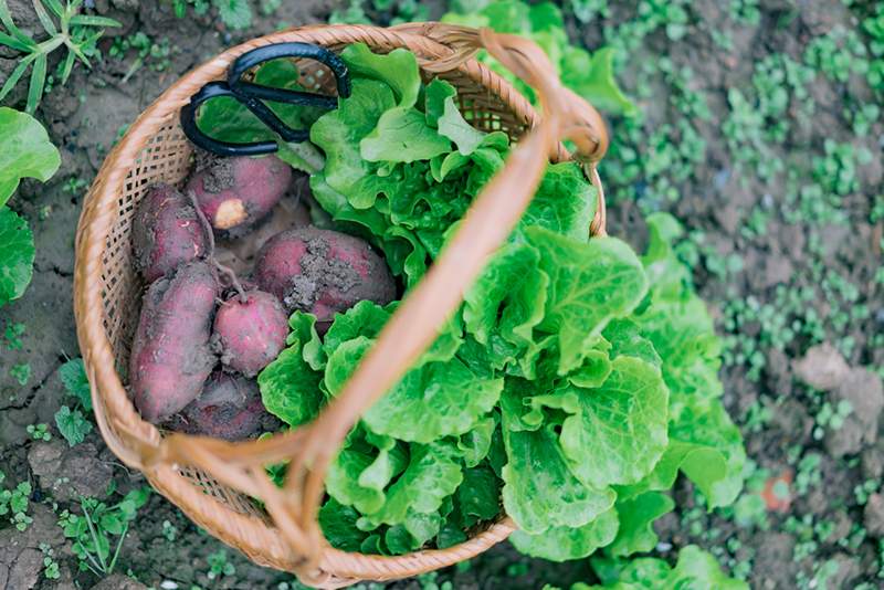 Sötpotatis är förvånansvärt enkla (och mycket givande) för att växa-här hur, i fyra steg