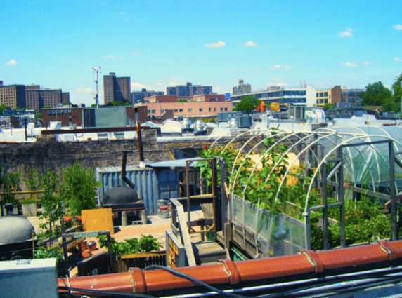 8 ristoranti di New York City che coltivano il proprio cibo