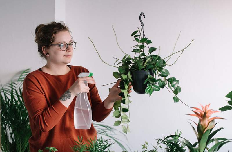 De 6 meest voorkomende fouten die mensen maken met hun binnenplanten