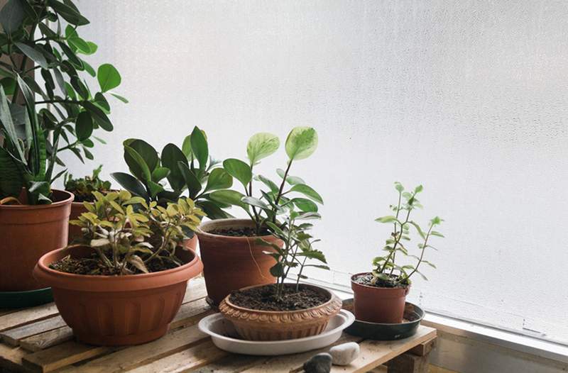 5 lindas plantas internas que prosperarão durante o inverno