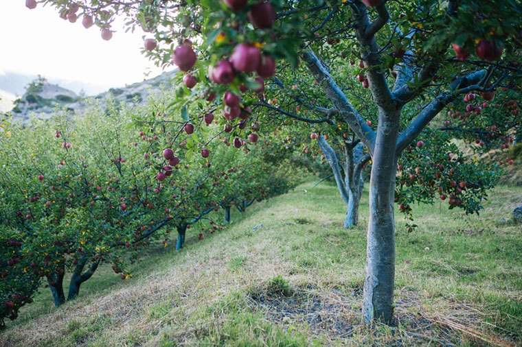 Din Apple-Picking Oasis er bare et klik væk med disse 6 drømmende huslejer