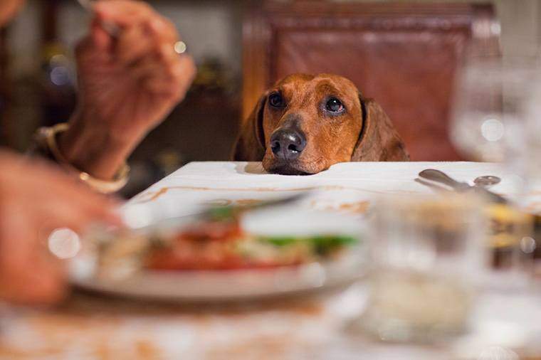 Her er hvad du * ikke skal * fodre din hund på Thanksgiving