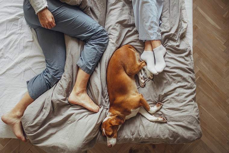 Está durmiendo junto a tu perro la razón por la que siempre estás cansado?