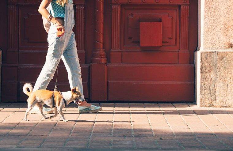 Den videnskabelige grund til at du elsker at tage din hund på vandreture